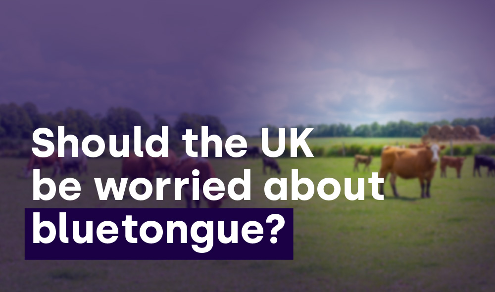 Should the UK be worried about bluetongue?