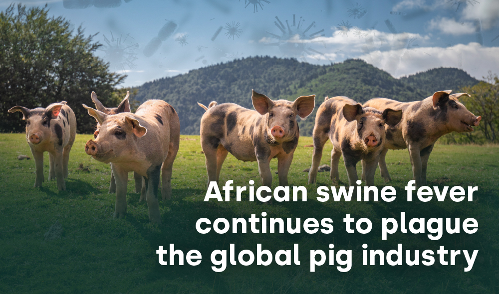African swine fever continues to plague the global pig industry