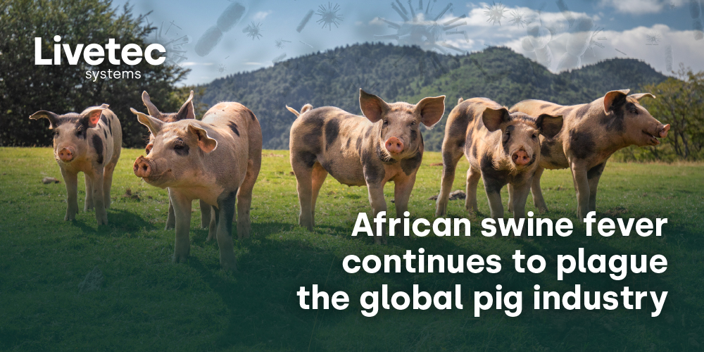 African Swine Fever continues to plague the global pig industry