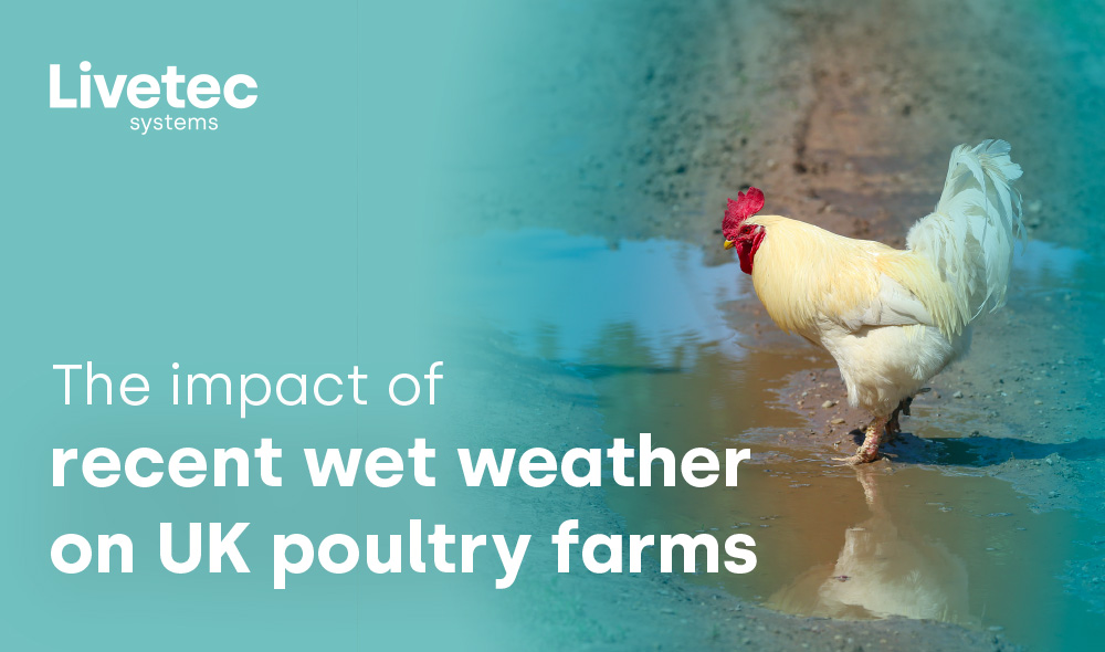 The impact of wet weather on UK poultry farms