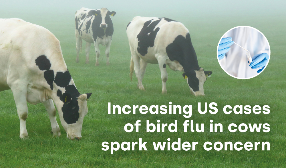 Increasing US cases of bird flu in cows spark wider concern