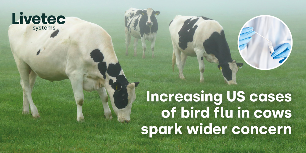 Increasing US cases of bird flu in cows blog cover